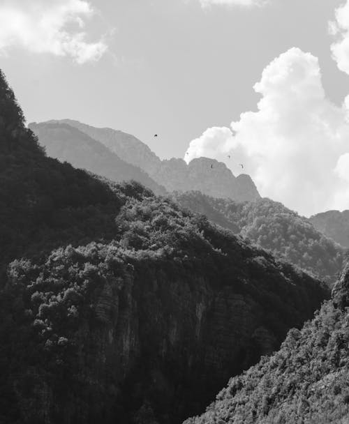 Fotos de stock gratuitas de arboles, blanco y negro, bosque