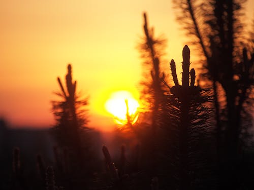 Picturesque view of sun going down against orange sky through silhouette of branches of spruce tree