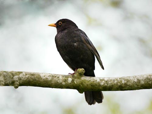 Kostenloses Stock Foto zu amsel, ast, hocken