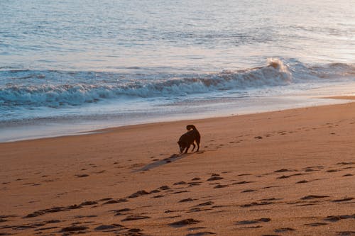 Ilmainen kuvapankkikuva tunnisteilla aalto, eläin, hiekka