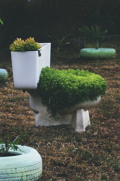 Green Leafed Plants On Toilet Bowl