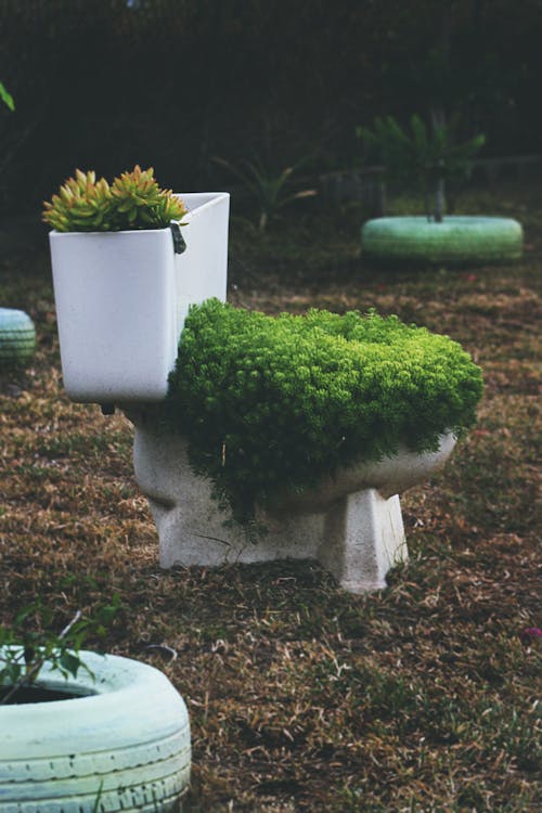 Free Green Leafed Plants On Toilet Bowl Stock Photo