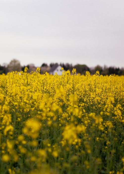 Gratis stockfoto met geel, koolzaad, landbouw