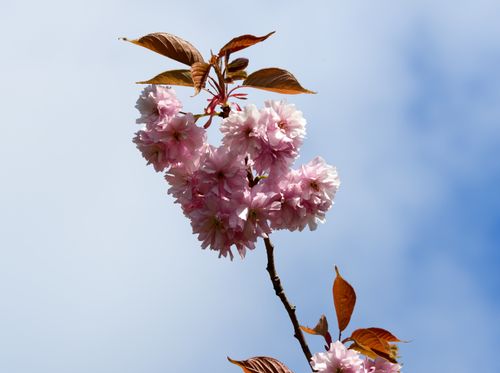 Free A close-up of pink cherry blossoms on a sunny spring day with a clear blue sky. Stock Photo