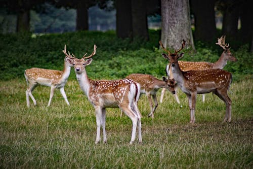 Bucks in Nature
