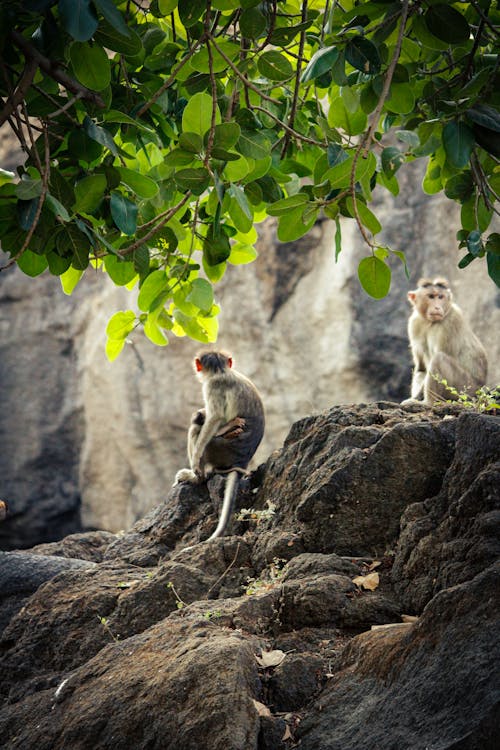Monkeys in a Tropical Jungle