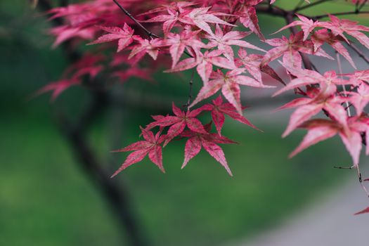 Beautiful close-up of red Japanese maple leaves with a blurred background, showcasing nature's elegance.