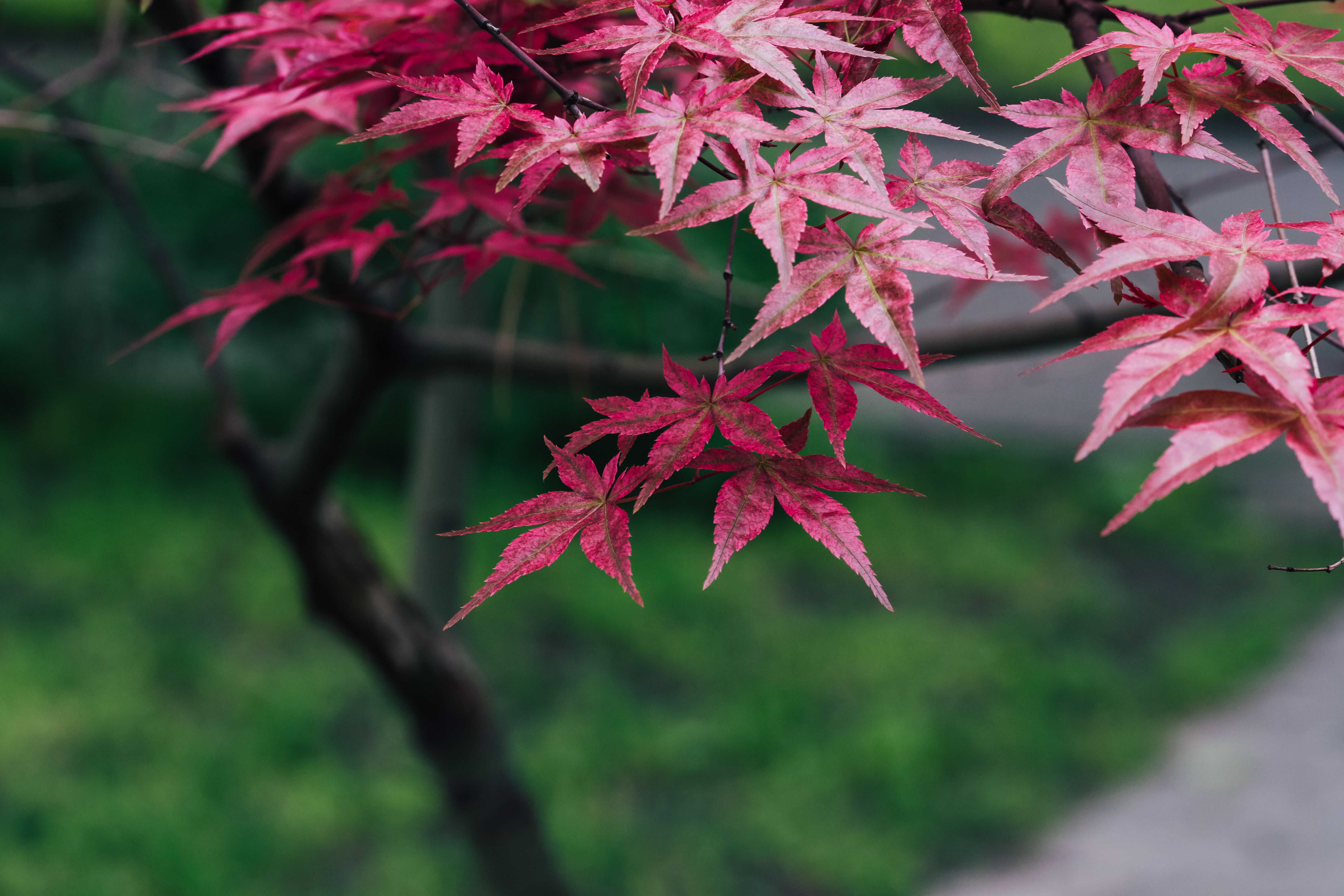 Do Japanese Maple Leaves Change Color
