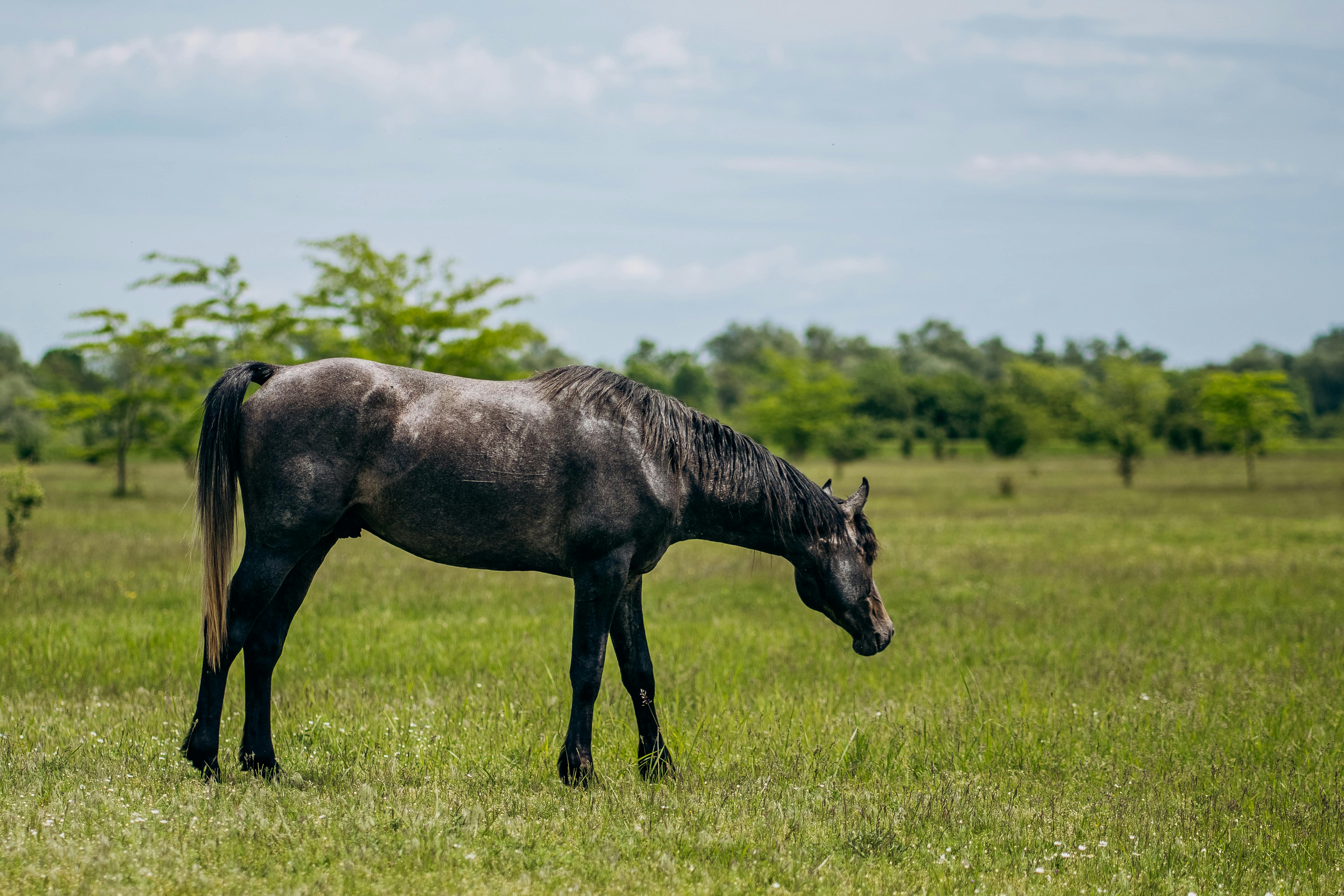 A black horse grazes peacefully in a lush summer pasture in rural Russia.