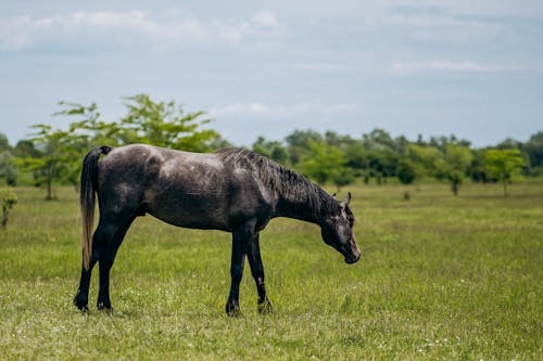 Fotos de stock gratuitas de animal, caballo, césped