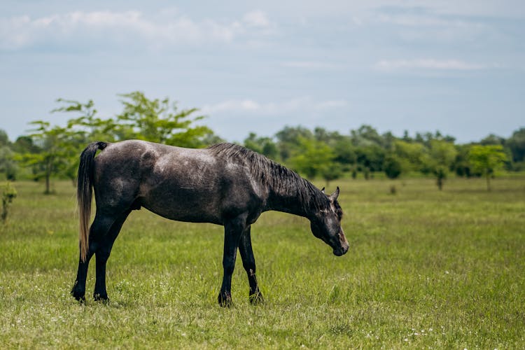 Horse In Pasture