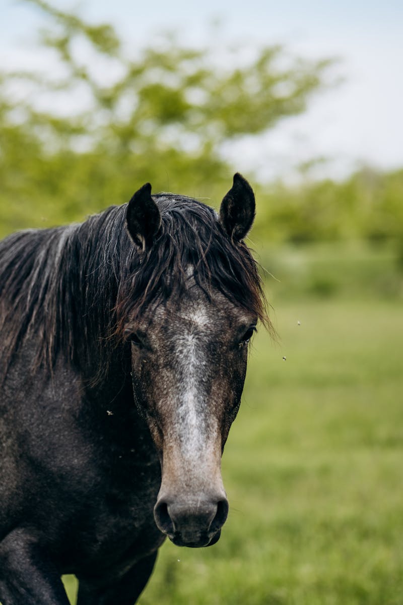 Horse And Sparrow Photos, Download The BEST Free Horse And Sparrow ...