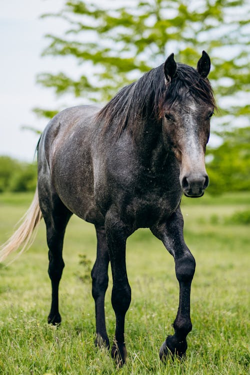 Immagine gratuita di animale, cavallo nero, erba