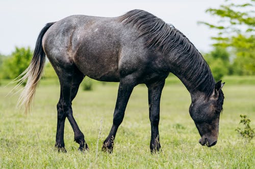 Horse on a Field