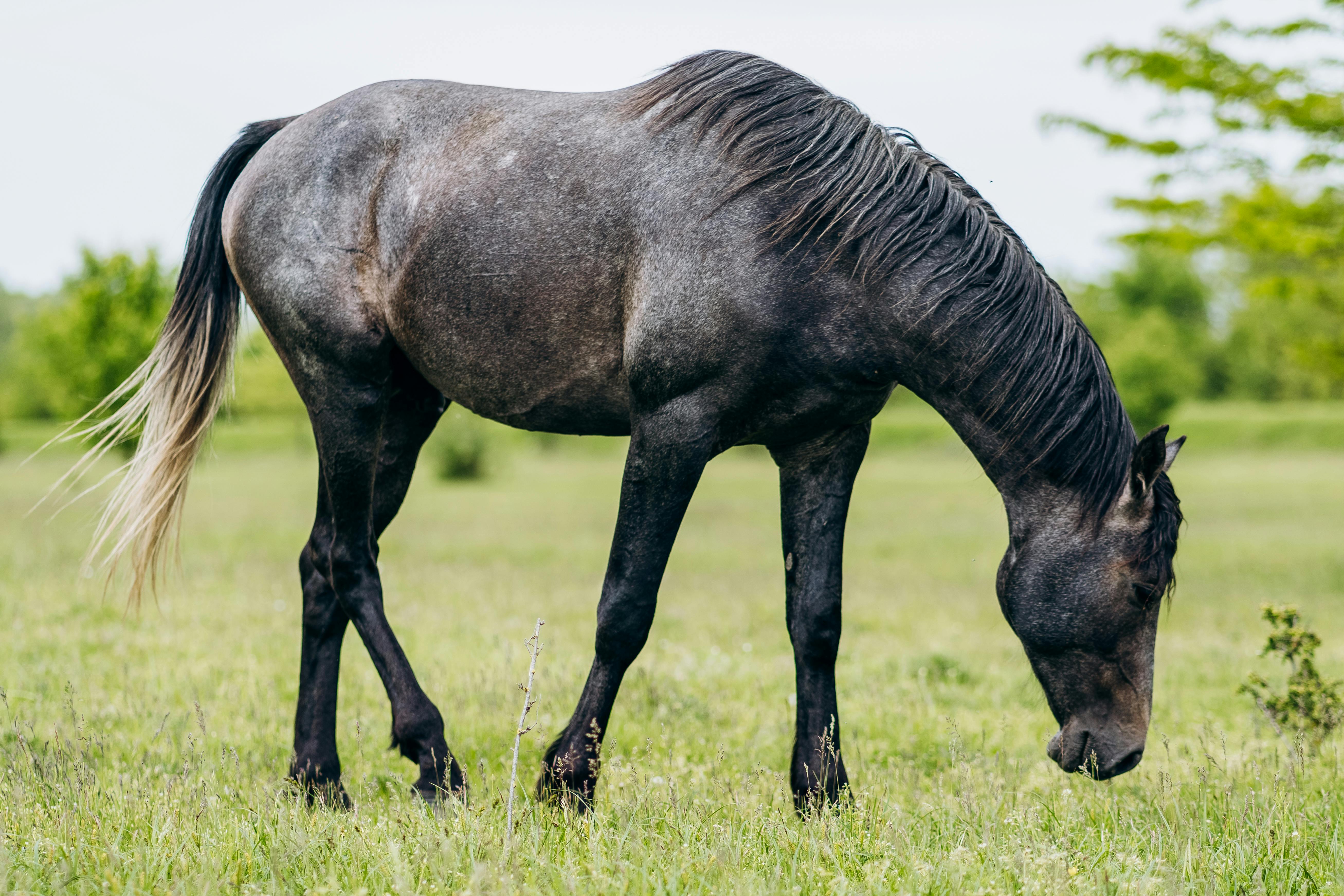 Why Does My Horse Cough? Understanding Causes, Symptoms, Diagnosis, and