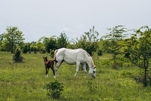 Horses on a Field