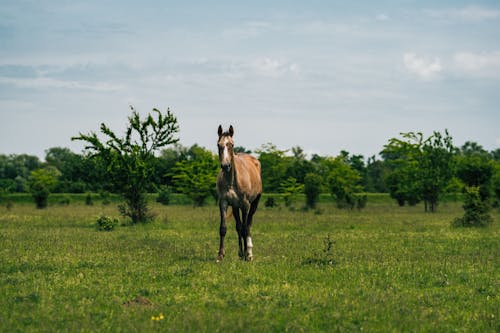 Horse on a Field