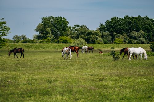 Free Beautiful horses grazing peacefully in a lush green pasture in Russia. Stock Photo