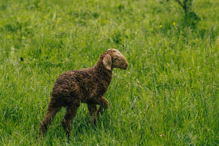 Sheep On A Field