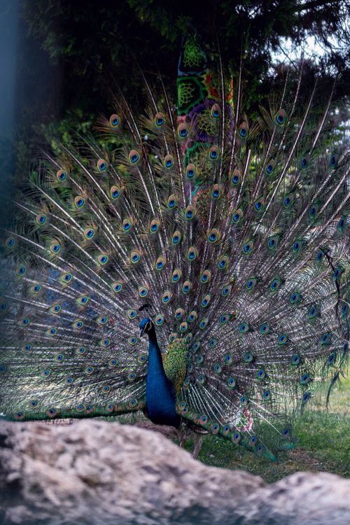 Free A majestic peacock showcases its vibrant tail feathers in an outdoor setting. Perfect for nature enthusiasts. Stock Photo