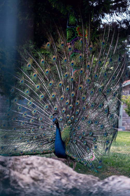 Peacock at the Zoo