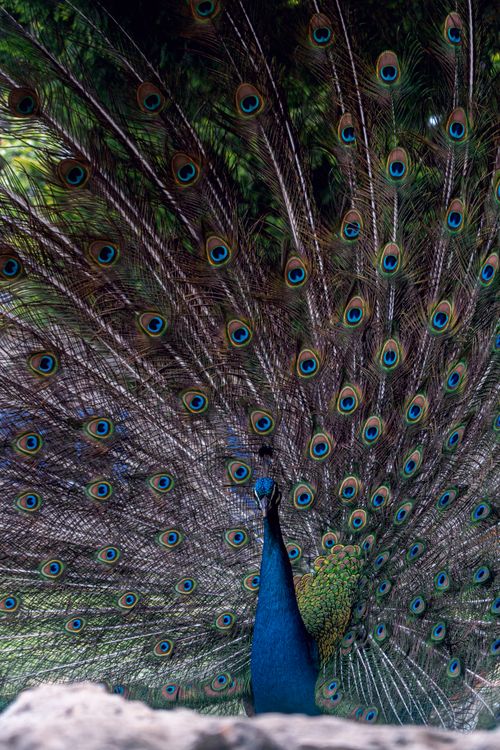 Free A stunning peacock showcasing its vibrant feather plumage in an outdoor setting. Stock Photo