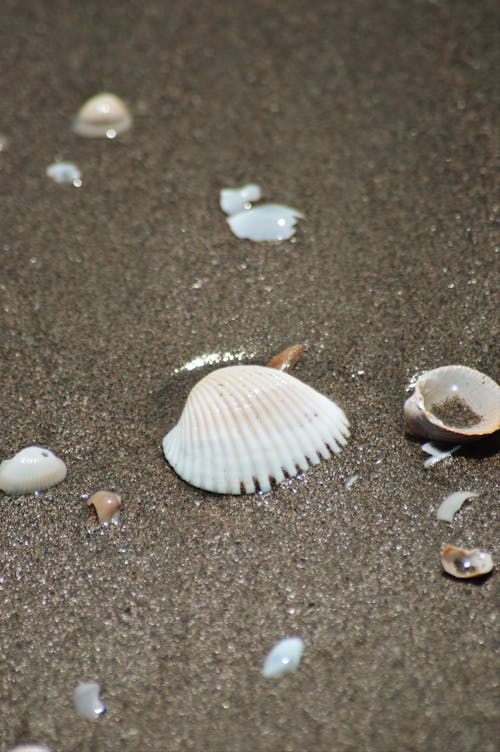 Foto d'estoc gratuïta de closca, petxina, platja