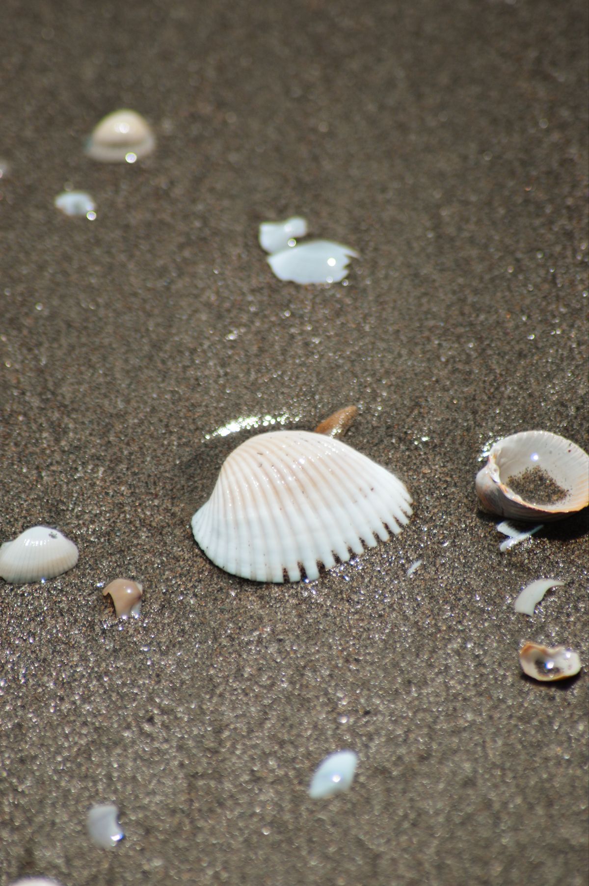 Seashell And White Stones On Seashore · Free Stock Photo