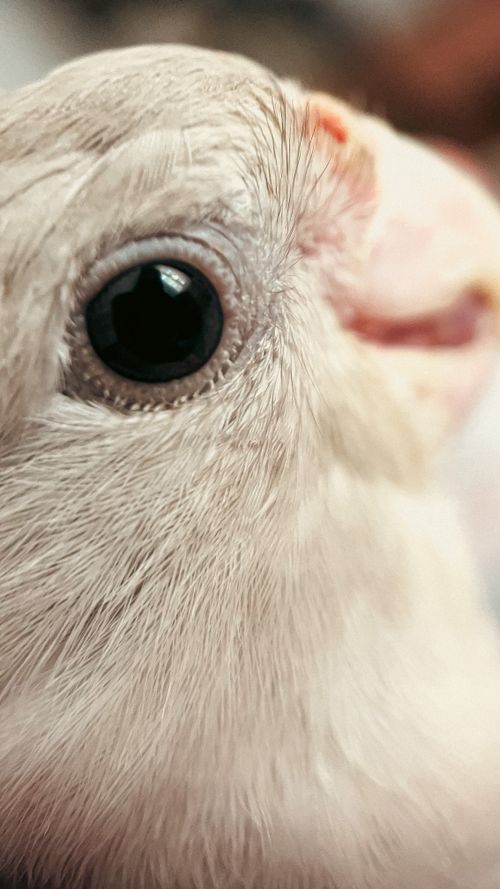 Free stock photo of animal, animal care, animal eye Stock Photo