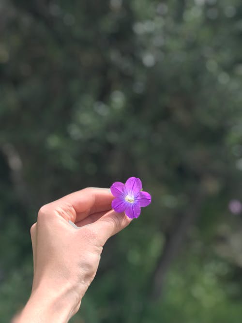 Hand Holding Purple Flower