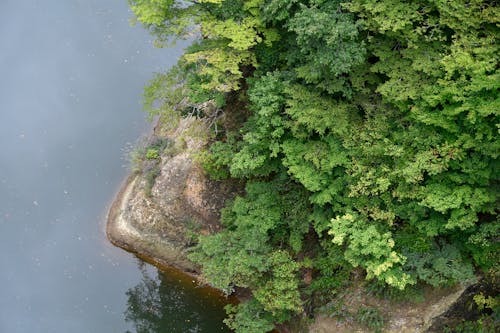 คลังภาพถ่ายฟรี ของ ธรรมชาติ, น้ำ, ป่า