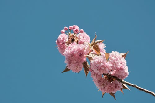 Pink Blossoms against Blue Sky