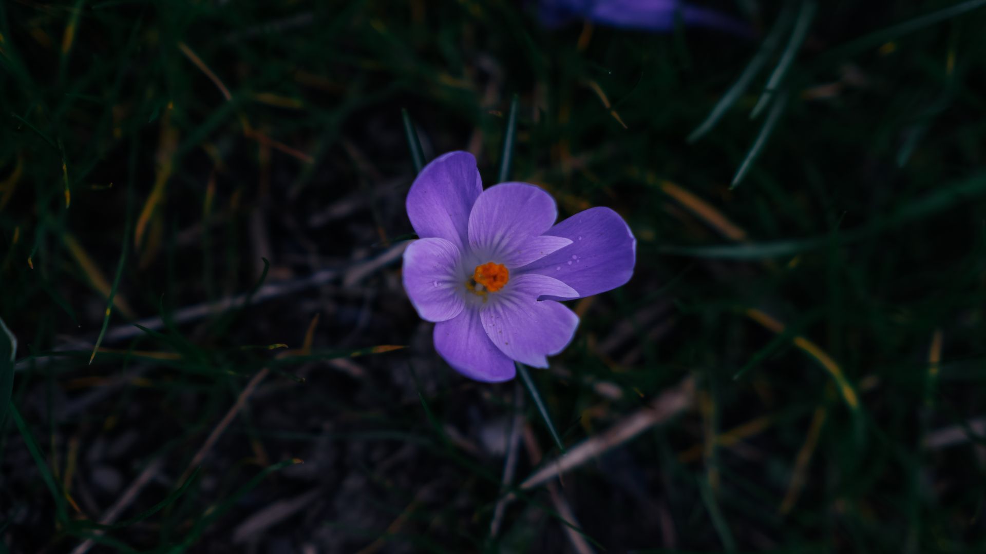 Close-up of a vibrant purple crocus flower amidst grass, highlighting nature's beauty.