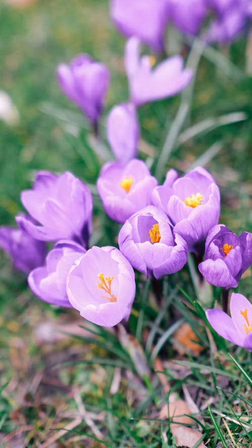 bahar, Çiçekler, çiğdem içeren Ücretsiz stok fotoğraf