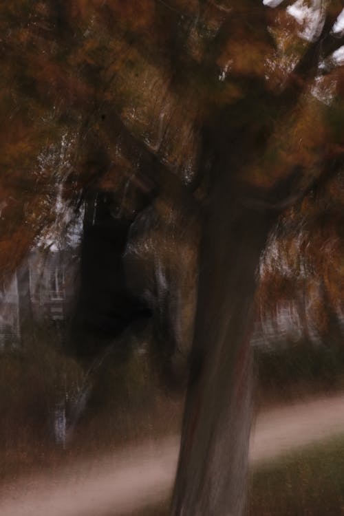 Безкоштовне стокове фото на тему «вертикальні постріл, дерево, осінь»