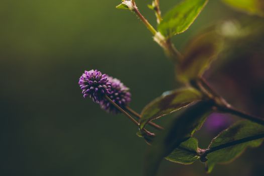 Detailed close-up of a purple wildflower in a natural setting, exhibiting lush foliage.
