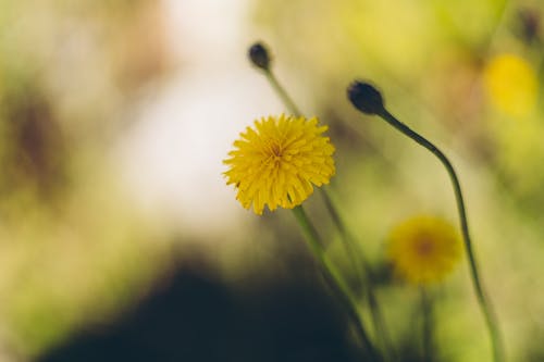 Ilmainen kuvapankkikuva tunnisteilla kasvi, keltainen, kukka