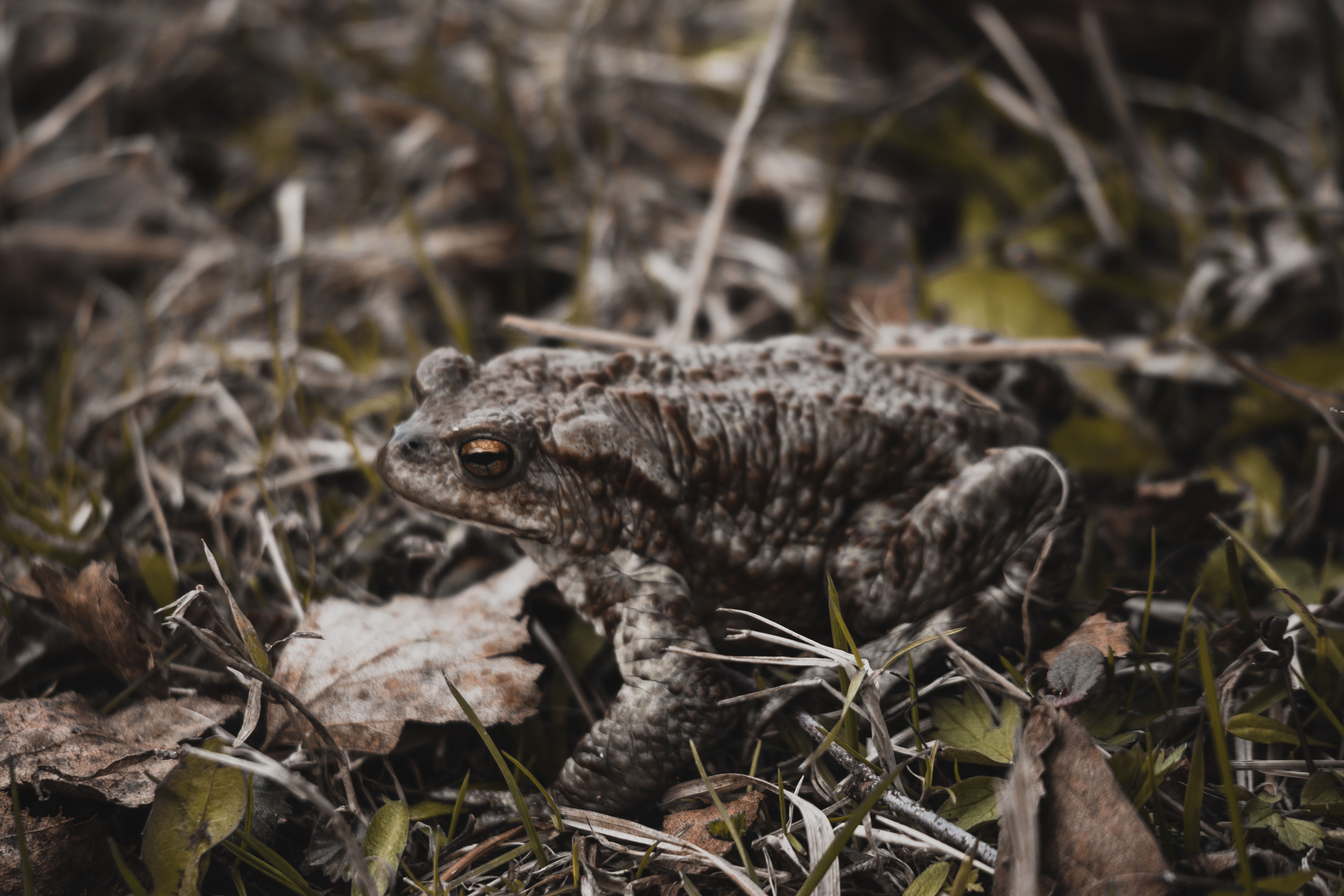 Camouflage Owl Photos, Download The BEST Free Camouflage Owl Stock