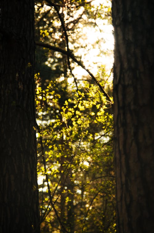 Imagine de stoc gratuită din arbori, fotografiere verticală, lumina soarelui