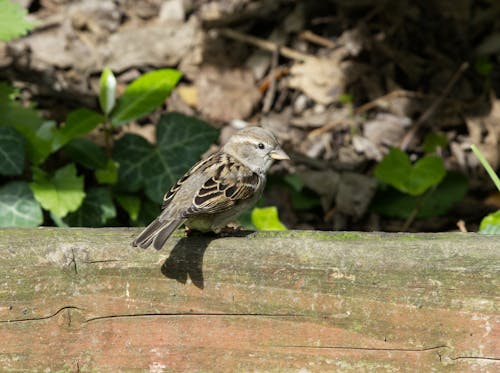 Small Spararow Perching on Wood