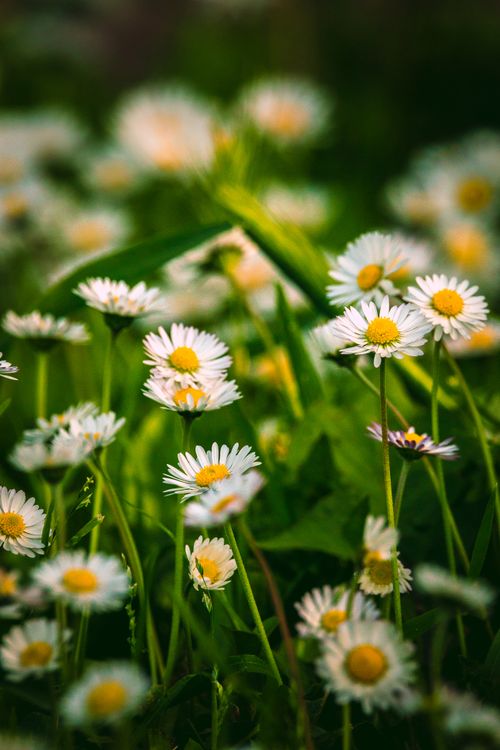 Free Captivating focus on fresh, vibrant daisies in a sunlit natural setting. Stock Photo
