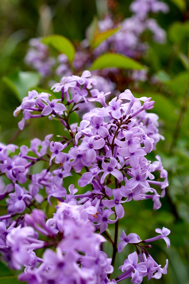 Close Up Of Purple Flowers