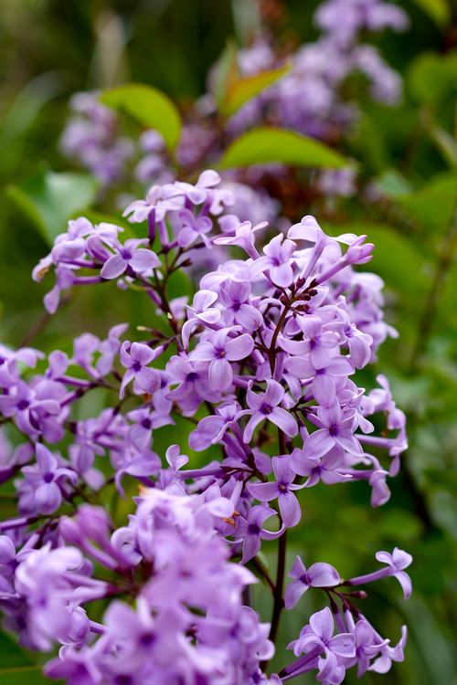 Free Close-up of fresh lilac flowers in vibrant purple hues, showcasing nature's beauty. Stock Photo