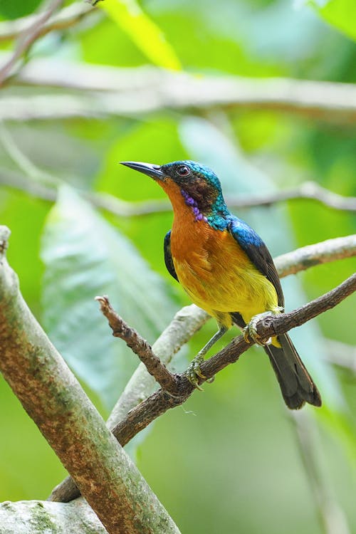 Ruby-cheeked Sunbird in Nature