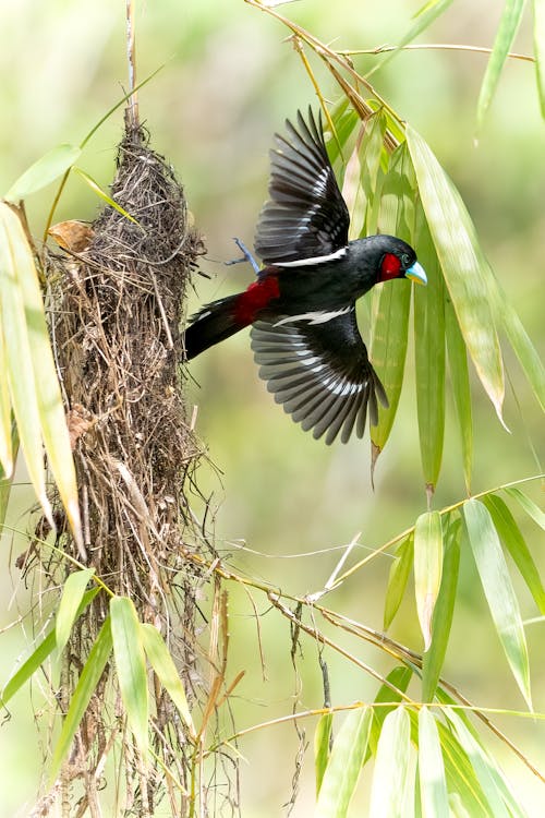 Small Bird Flying from Nest