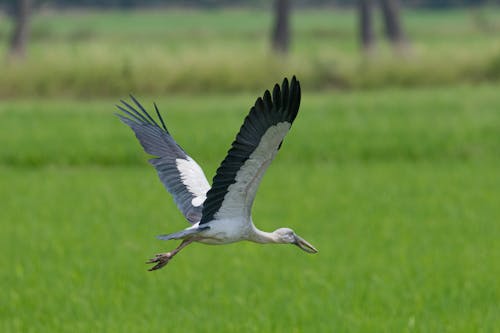 Asian Openbill Stork Flying
