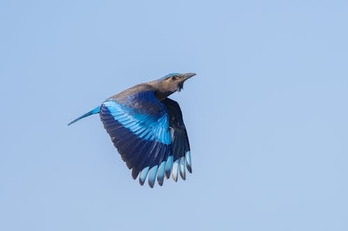 Indian Roller Bird Flying