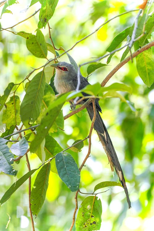 Small Bird among Leaves