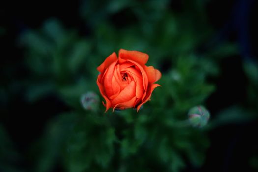 Orange Flowar 