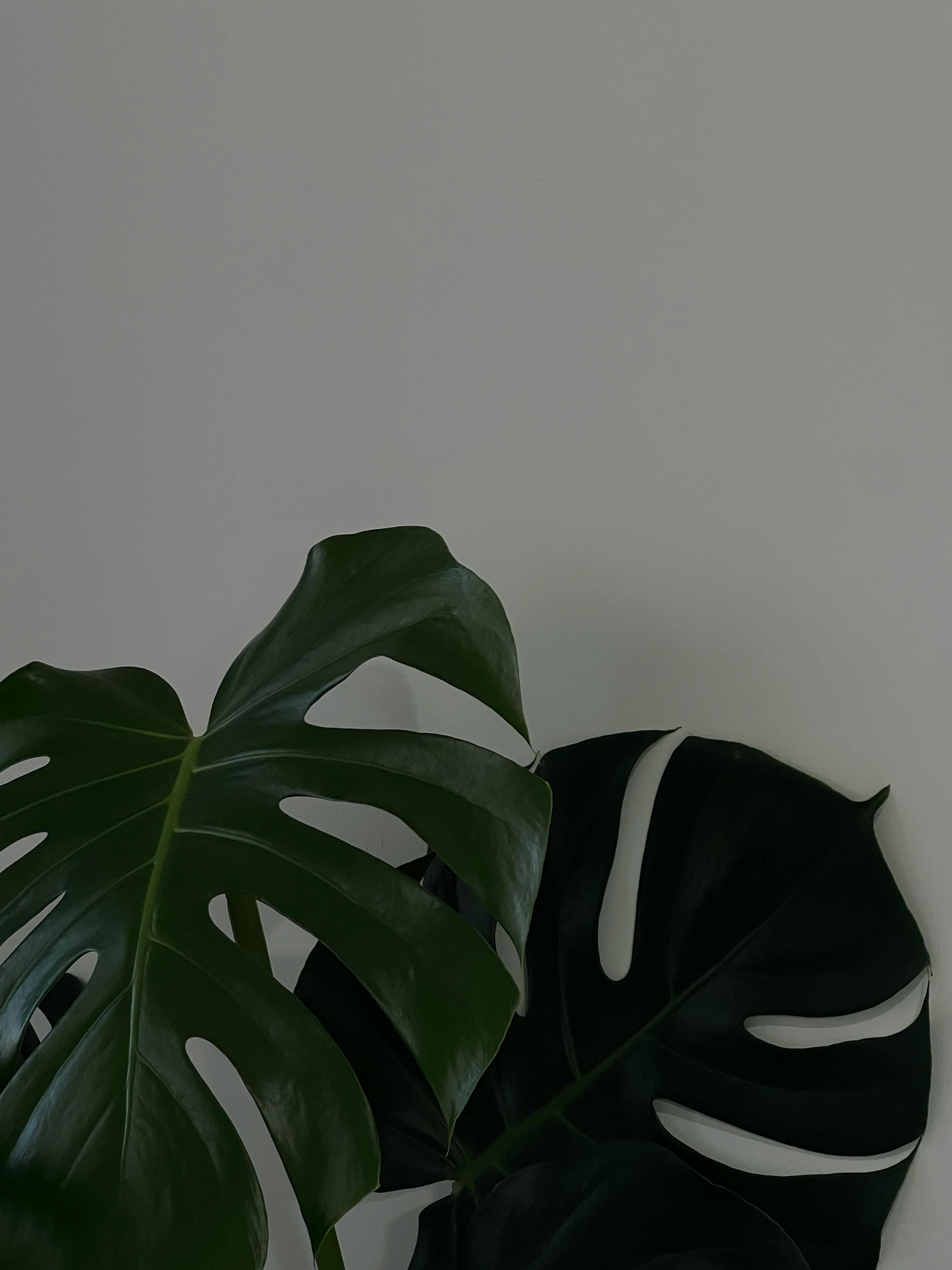 Gratis Fotos de stock gratuitas de botánica, botánico, brillante Foto de stock